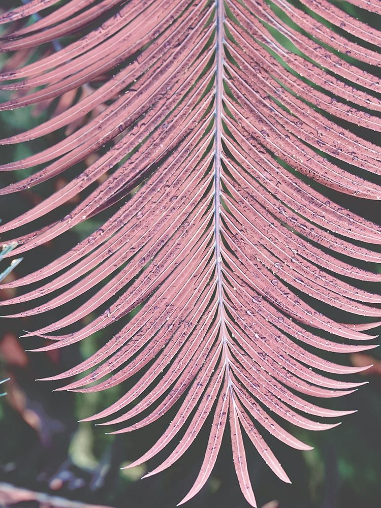 Tropical Palm 1 art print by Jamie Phillip for $57.95 CAD