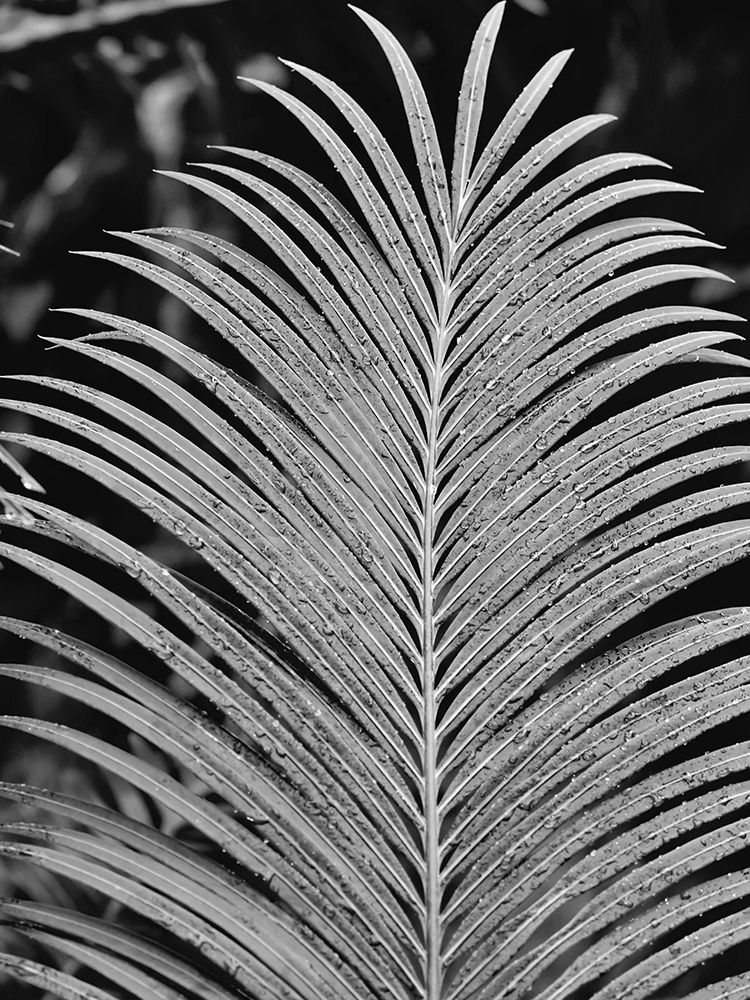 Tropical Palm 2 art print by Jamie Phillip for $57.95 CAD