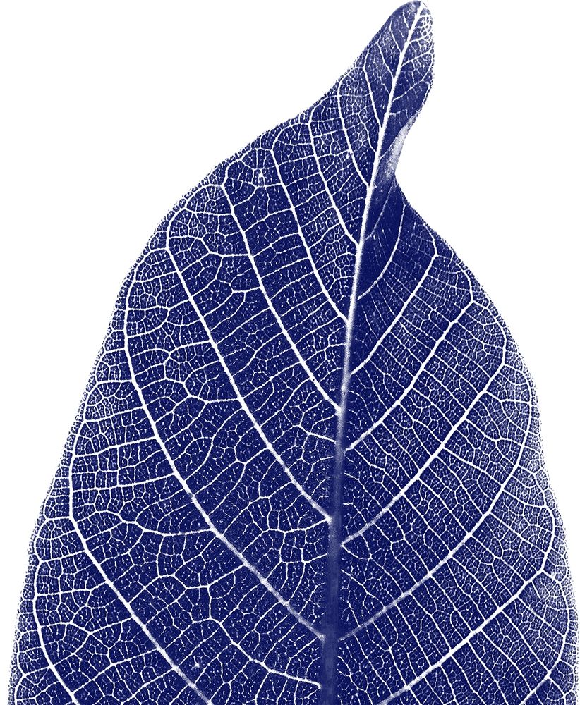 Indigo Half 1 art print by Jamie Phillip for $57.95 CAD