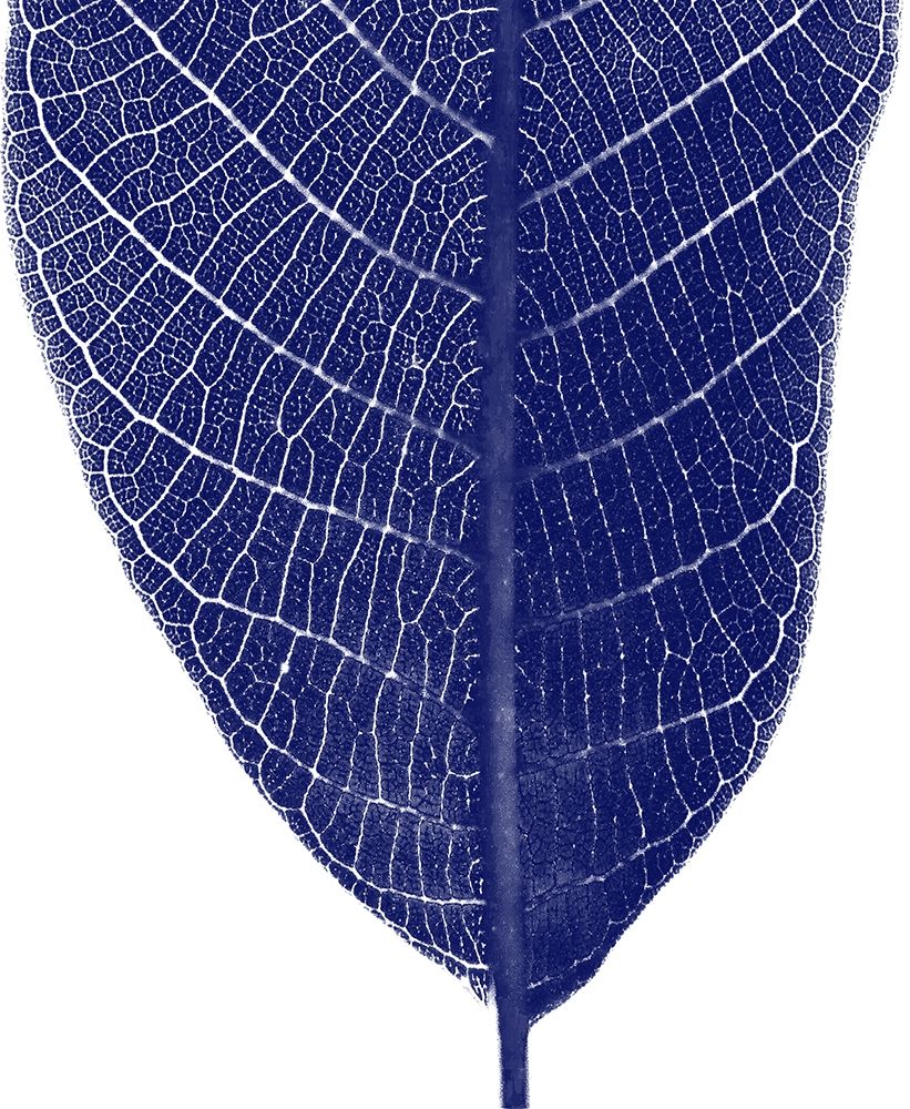 Indigo Half 2 art print by Jamie Phillip for $57.95 CAD