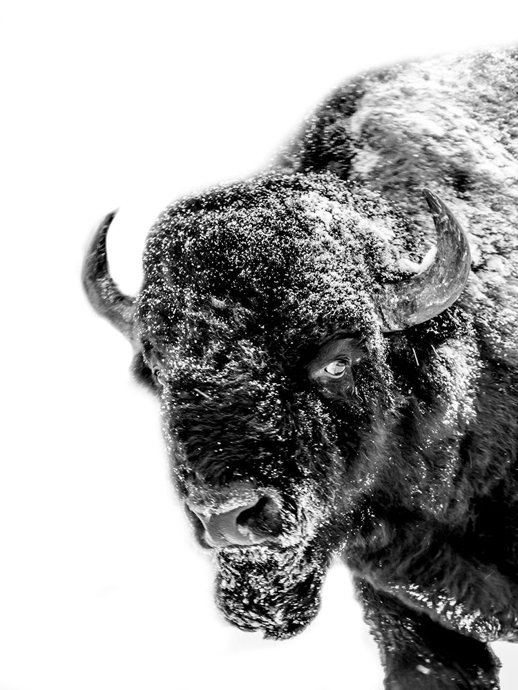 Snow Motion 2 art print by Jamie Phillip for $57.95 CAD