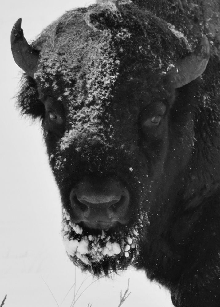 Snow Bison 1 art print by Jamie Phillip for $57.95 CAD