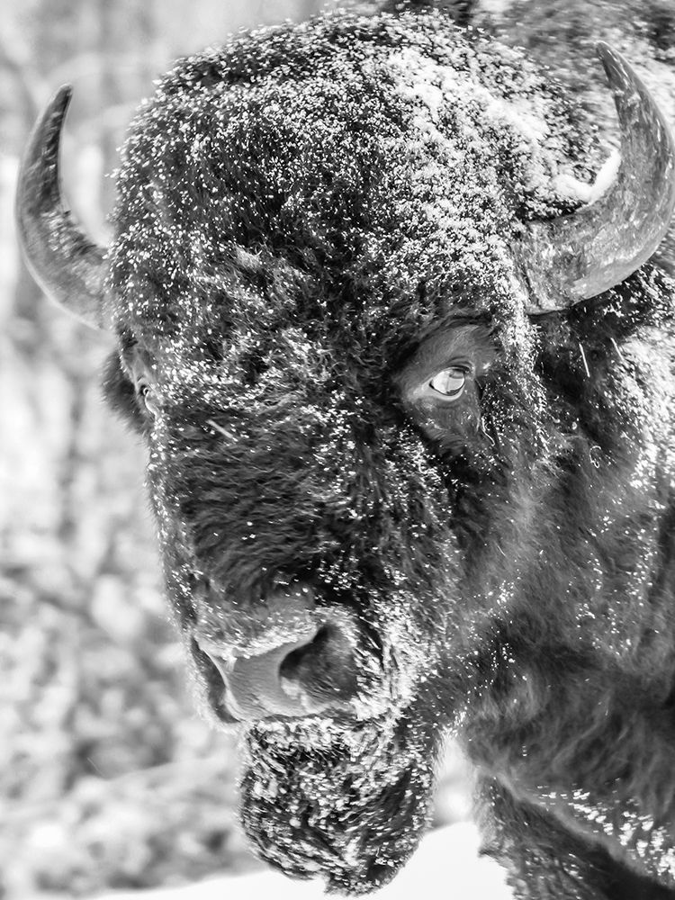 Snow Bison 2 art print by Jamie Phillip for $57.95 CAD