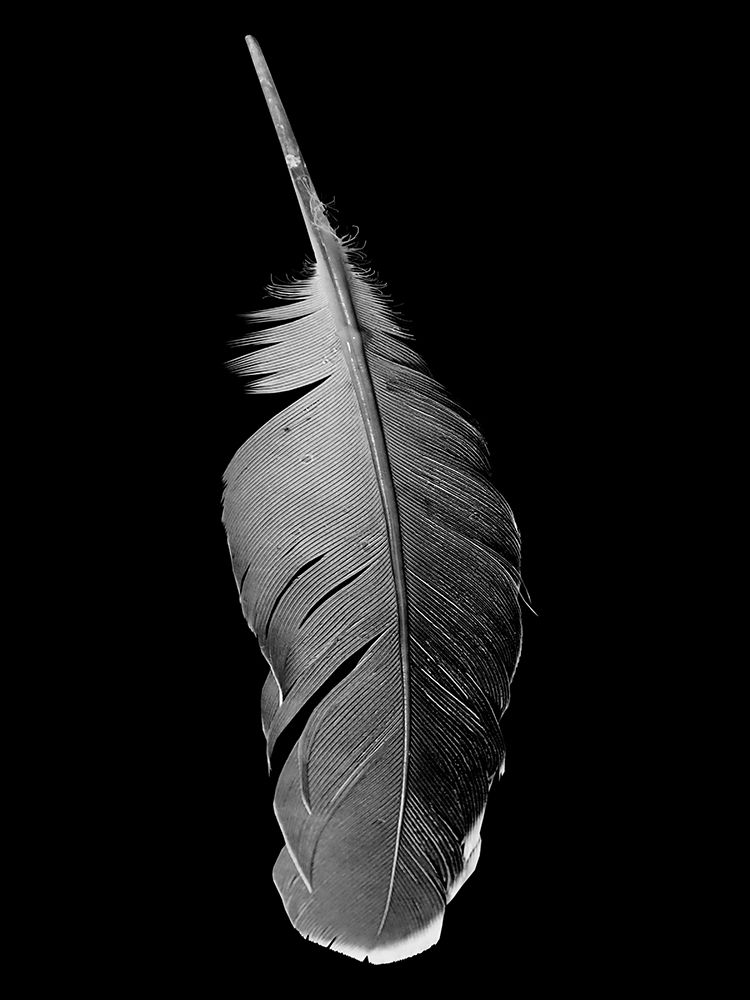 Black Flight art print by Jamie Phillip for $57.95 CAD