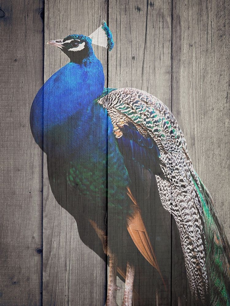 Pecock art print by Jamie Phillip for $57.95 CAD