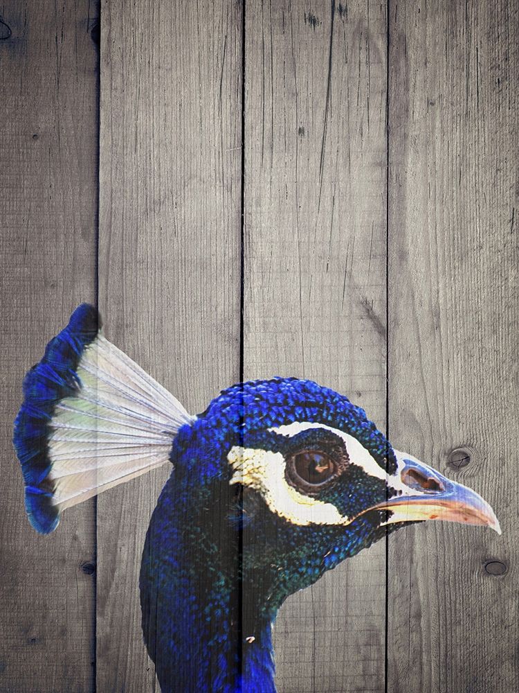 Peacock H art print by Jamie Phillip for $57.95 CAD
