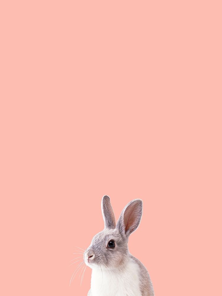 Bunny art print by Jamie Phillip for $57.95 CAD