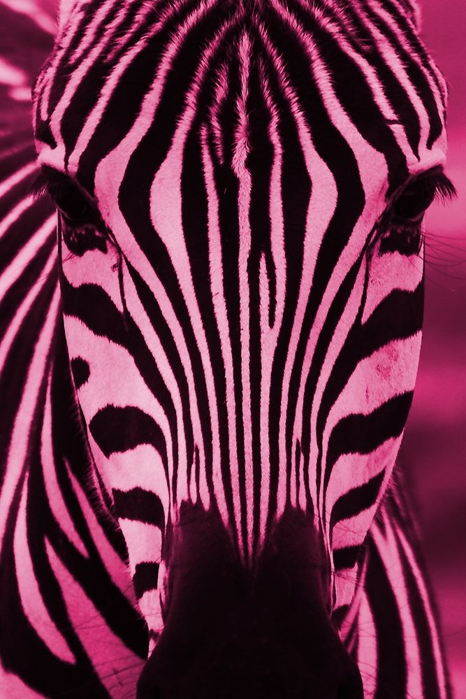 Bright Zebra art print by Jamie Phillip for $57.95 CAD