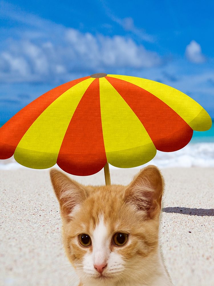 Beach Cat art print by Jamie Phillip for $57.95 CAD