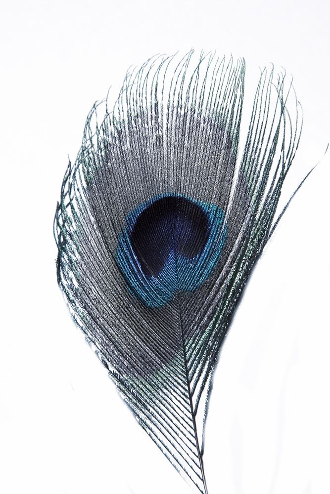 Feather art print by Jamie Phillip for $57.95 CAD