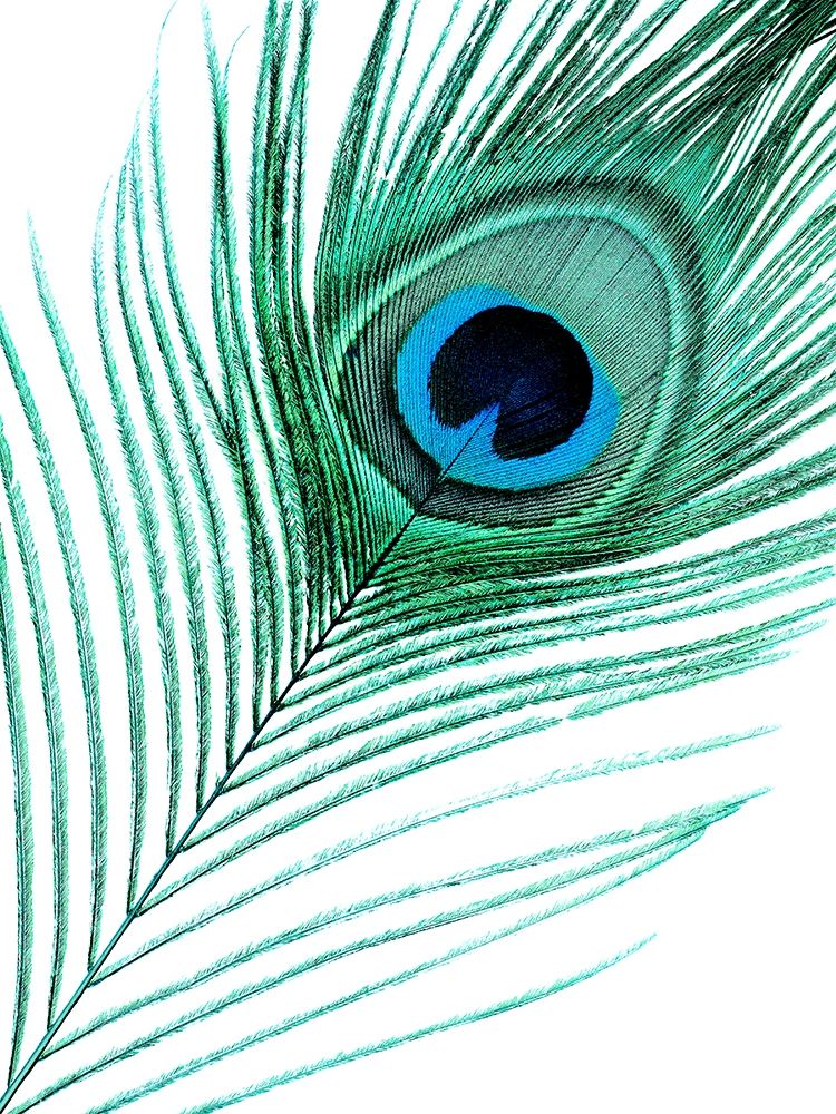 Feather art print by Jamie Phillip for $57.95 CAD