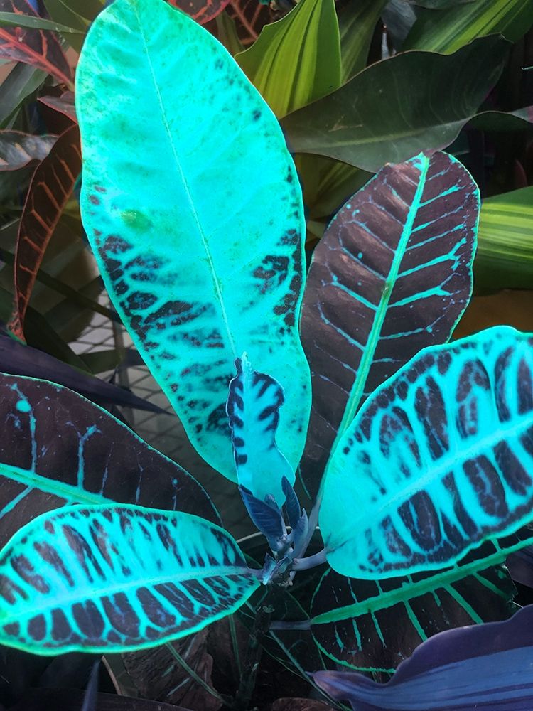 Tropical 1 art print by Jamie Phillip for $57.95 CAD