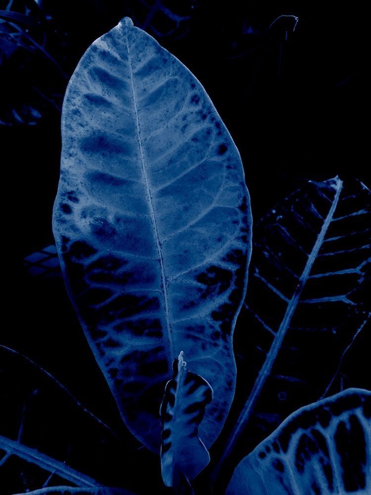 Tropical 2 art print by Jamie Phillip for $57.95 CAD