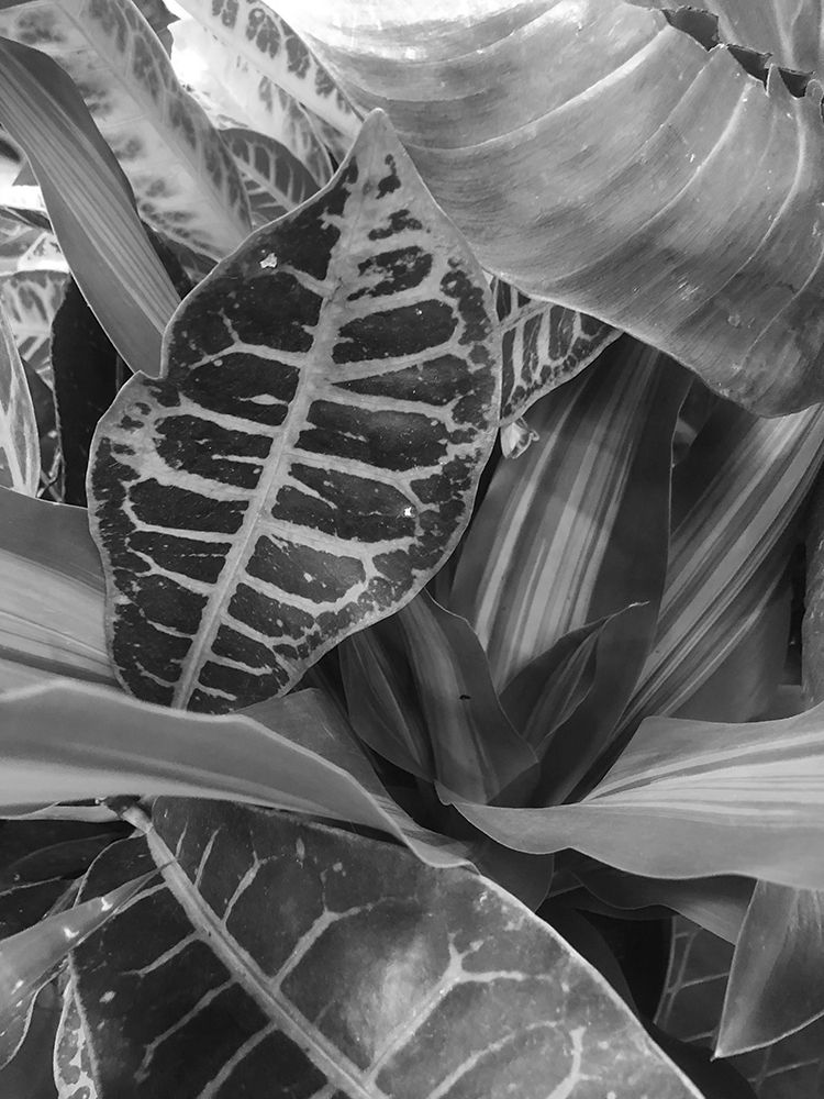Tropical 3 art print by Jamie Phillip for $57.95 CAD
