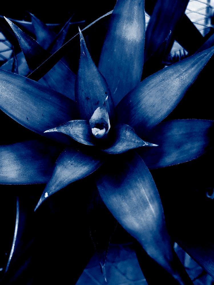 Tropical 6 art print by Jamie Phillip for $57.95 CAD