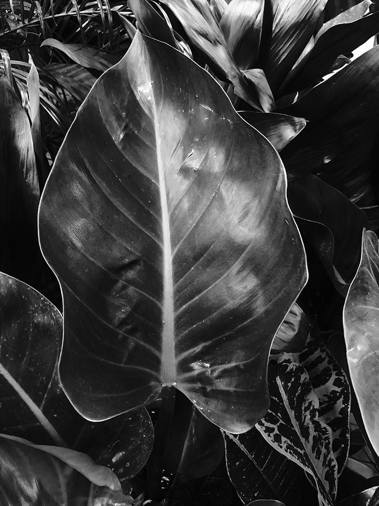 Tropical 8 art print by Jamie Phillip for $57.95 CAD