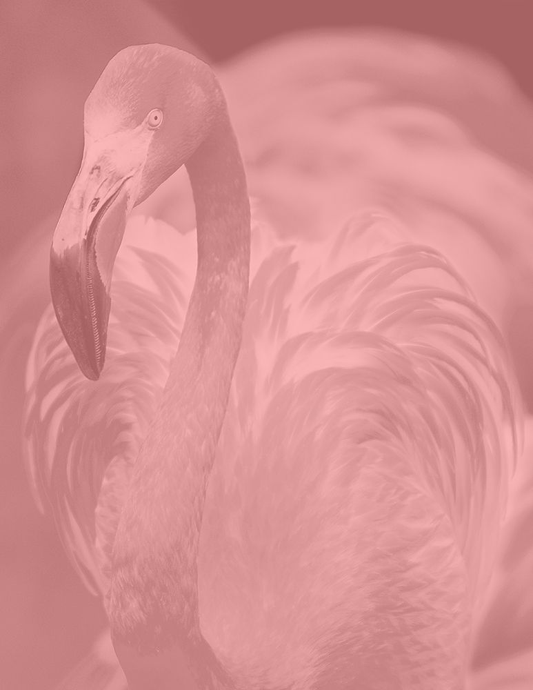 Pink Flamingo art print by Jamie Phillip for $57.95 CAD