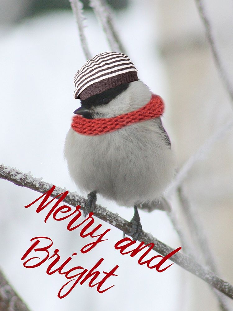 Christmas Bird art print by Jamie Phillip for $57.95 CAD