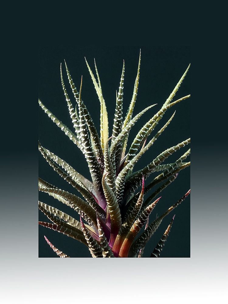 Cultivate art print by Jamie Phillip for $57.95 CAD