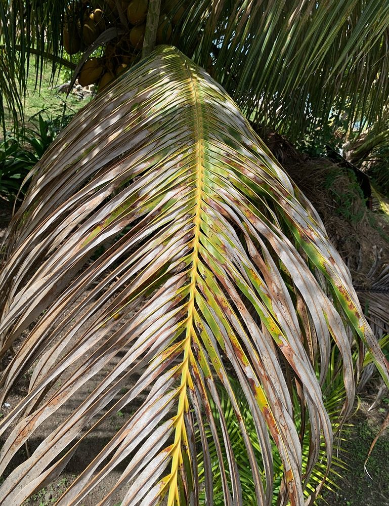 BVI 5 art print by Jamie Phillip for $57.95 CAD