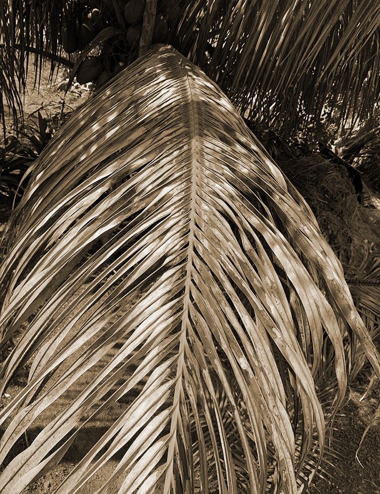 BVI 6 art print by Jamie Phillip for $57.95 CAD