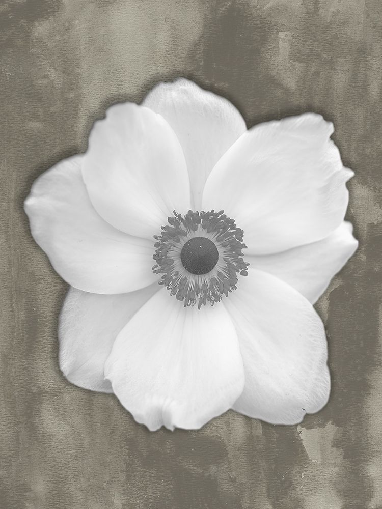 Pure White Flower art print by Jamie Phillip for $57.95 CAD