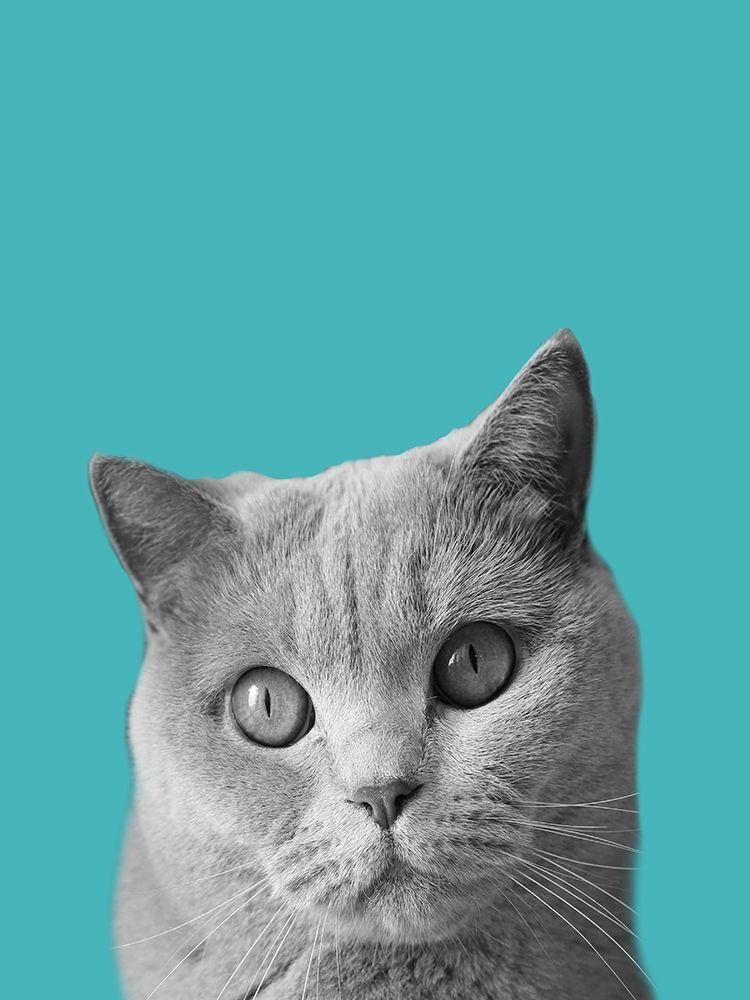 Purfect Cat art print by Jamie Phillip for $57.95 CAD