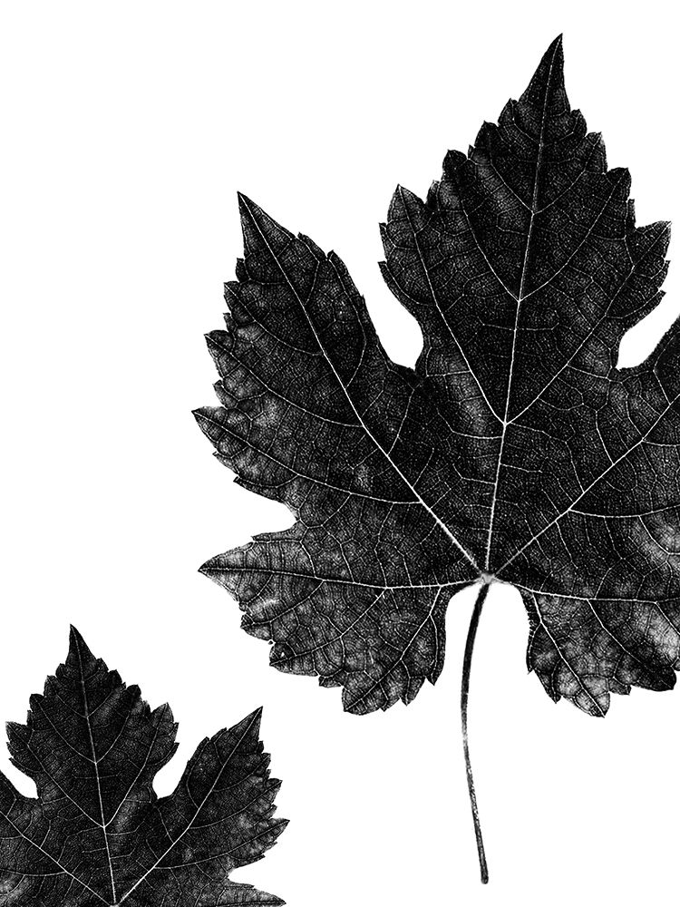 Shaded Leaf 1 art print by Jamie Phillip for $57.95 CAD