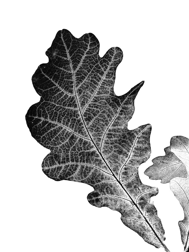 Shaded Leaf 2 art print by Jamie Phillip for $57.95 CAD