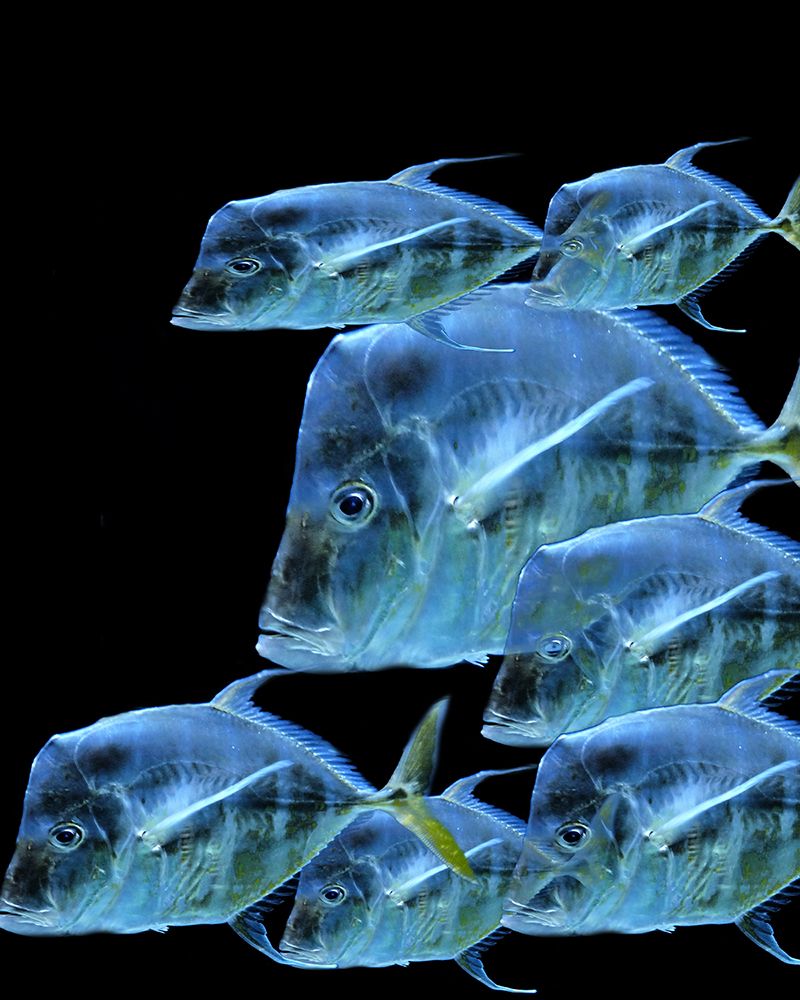 Fish Party art print by Jamie Phillip for $57.95 CAD