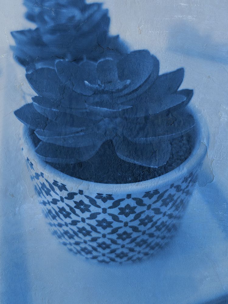 Succulent Plant 2 art print by Jamie Phillip for $57.95 CAD