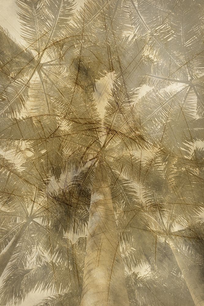 Golden Palm art print by Jamie Phillip for $57.95 CAD