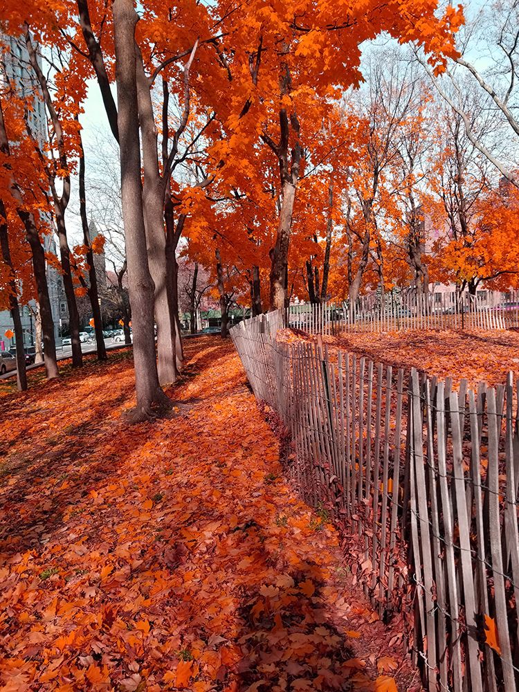 Silent Nature 9 art print by Jamie Phillip for $57.95 CAD