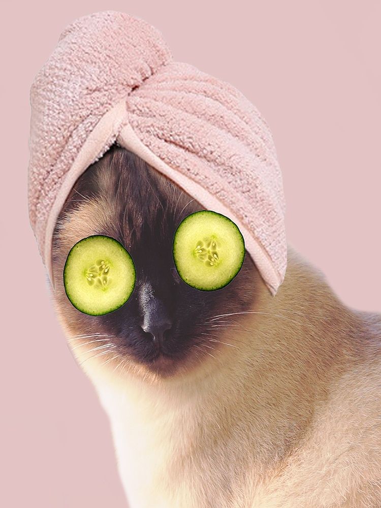 Spa Cat 2 art print by Jamie Phillip for $57.95 CAD