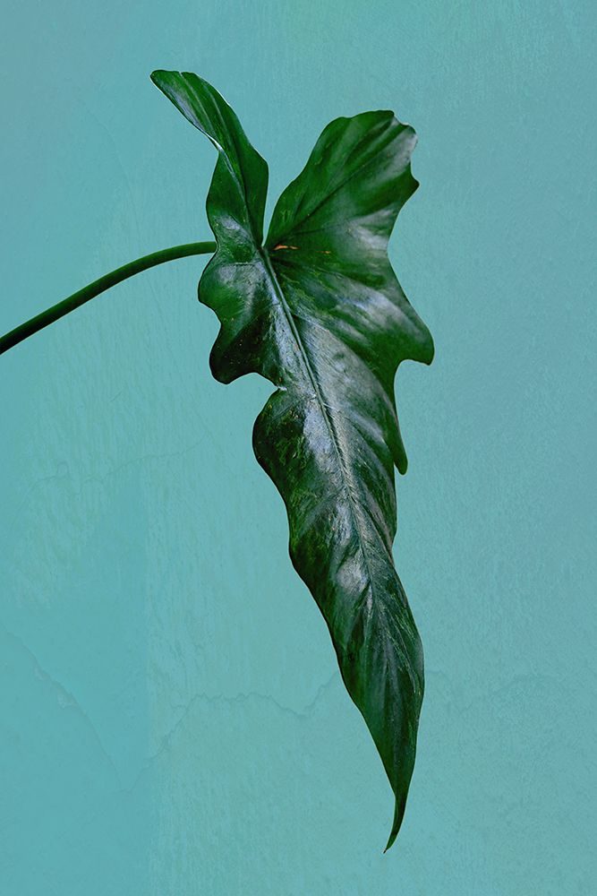 Leaf Me Alone art print by Jamie Phillip for $57.95 CAD