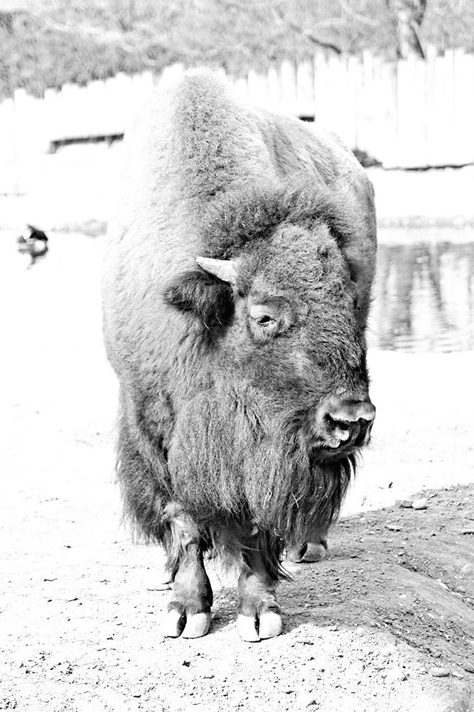 Elegant Strength 2 art print by Jamie Phillip for $57.95 CAD