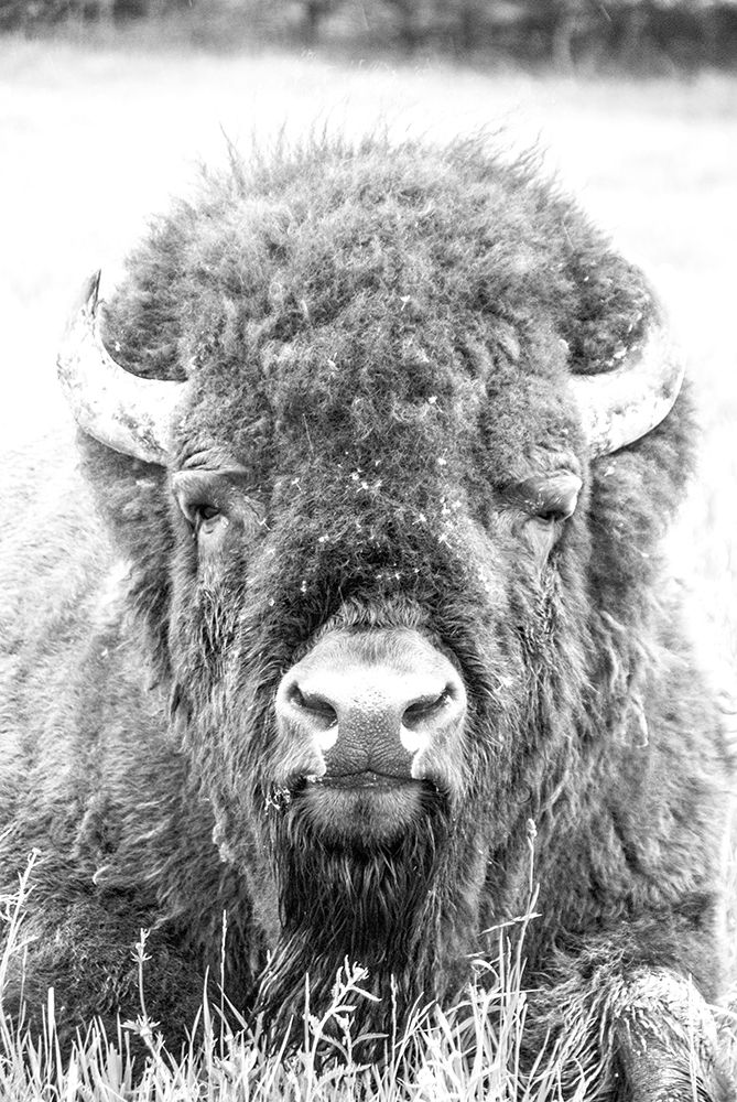 Elegant Strength 3 art print by Jamie Phillip for $57.95 CAD