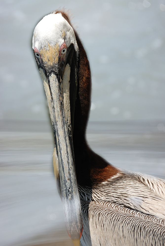 Pelly art print by Jamie Phillip for $57.95 CAD