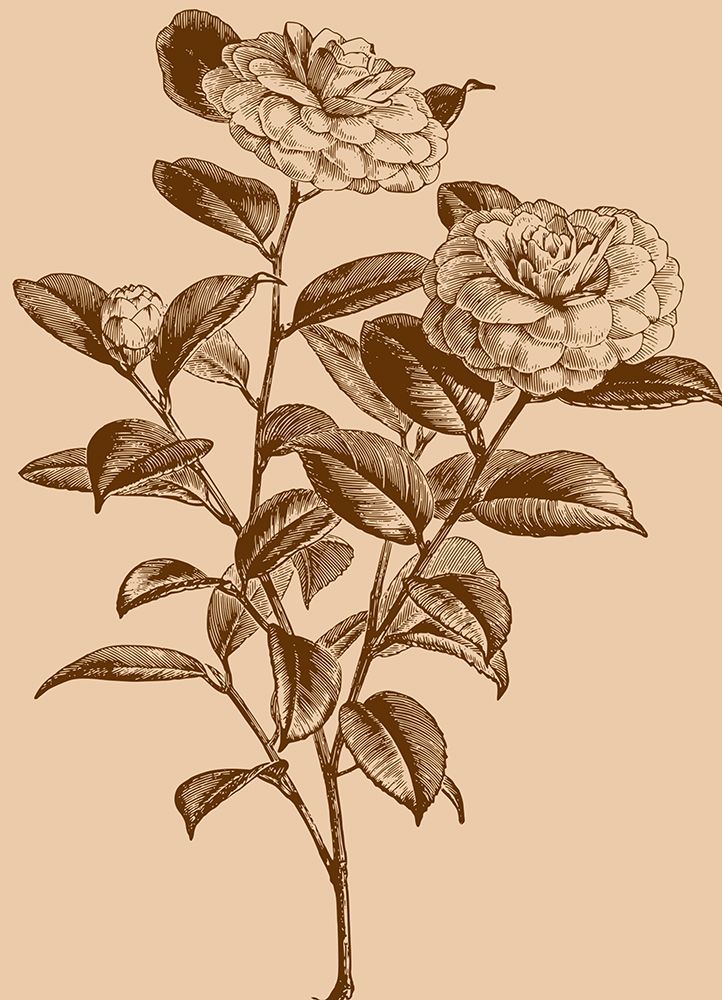 Santos Rose art print by Jamie Phillip for $57.95 CAD