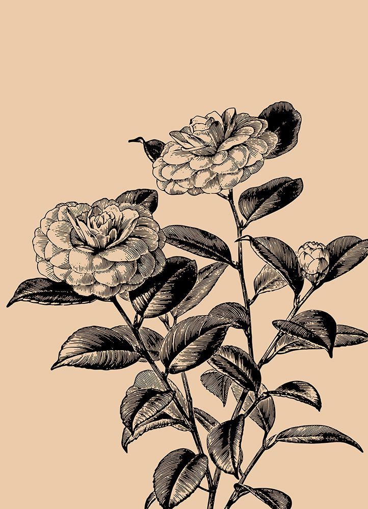 Santos Rose 2 art print by Jamie Phillip for $57.95 CAD