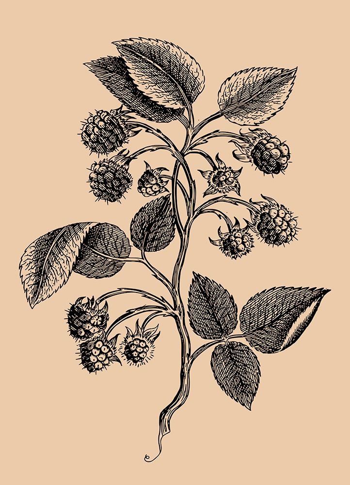 Santos Rose 3 art print by Jamie Phillip for $57.95 CAD