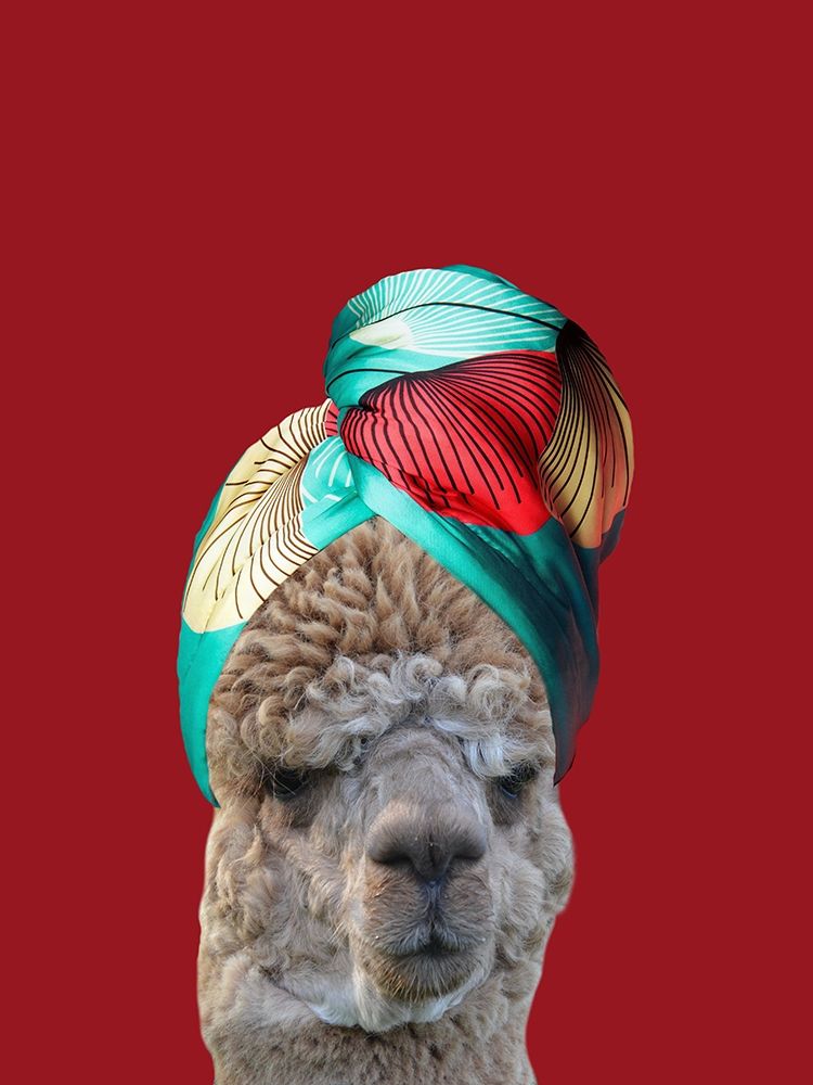 Beauty Llama art print by Jamie Phillip for $57.95 CAD