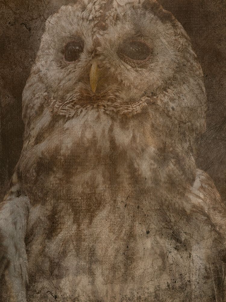 Hidden Owl art print by Jamie Phillip for $57.95 CAD