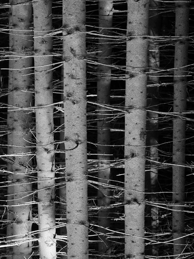Dark Woods art print by Jamie Phillip for $57.95 CAD