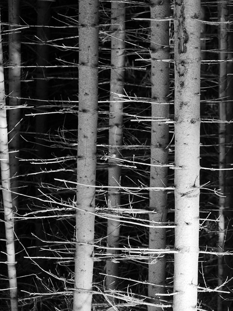 Dark Woods 2 art print by Jamie Phillip for $57.95 CAD