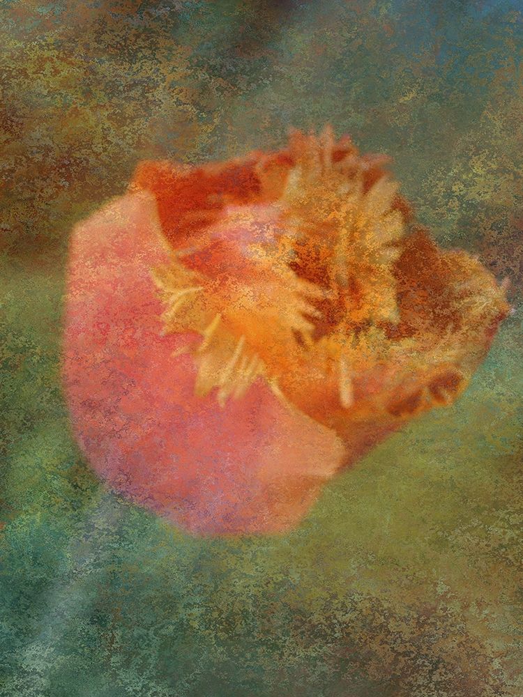 Rainbow Tulip 2 art print by Jamie Phillip for $57.95 CAD