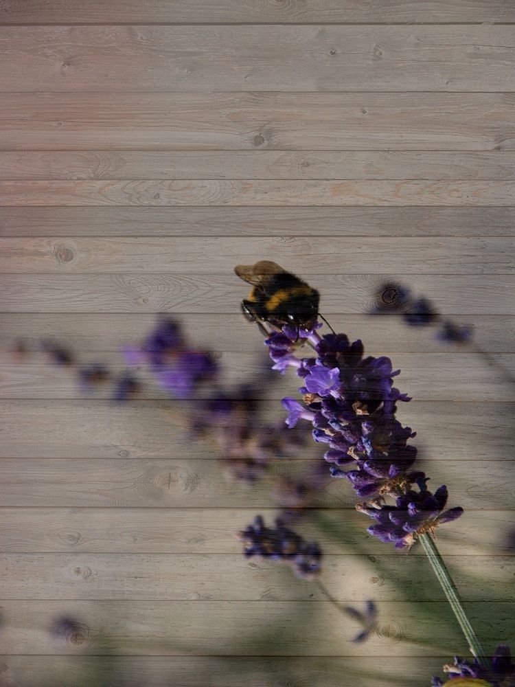 Lavender Dream art print by Jamie Phillip for $57.95 CAD