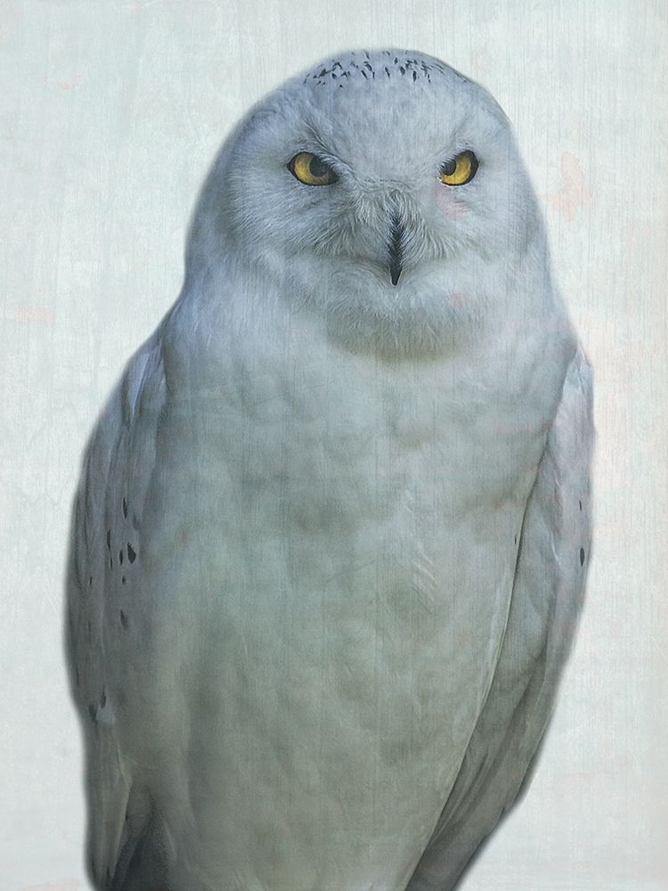 Owlways art print by Jamie Phillip for $57.95 CAD