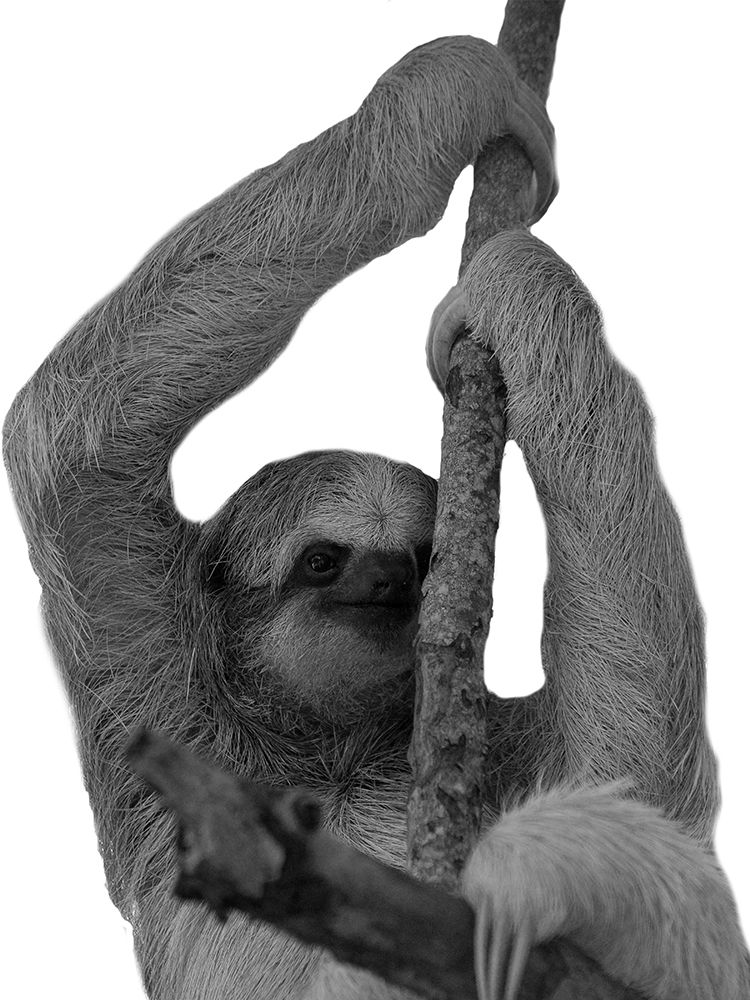 Hang In art print by Jamie Phillip for $57.95 CAD