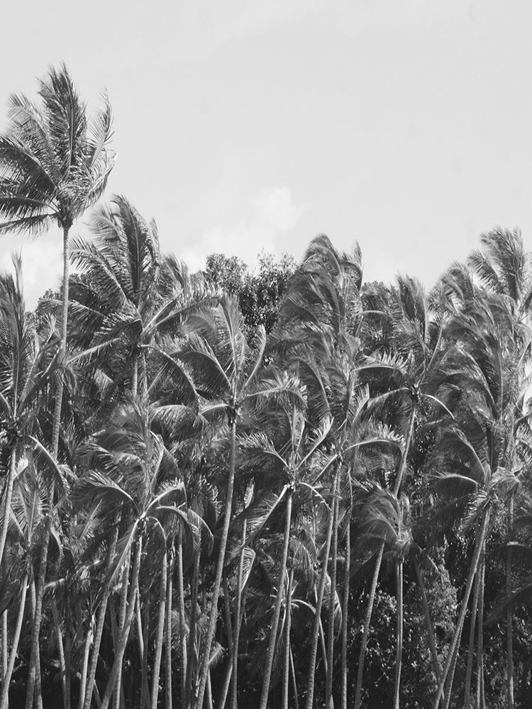 Trop Palm art print by Jamie Phillip for $57.95 CAD